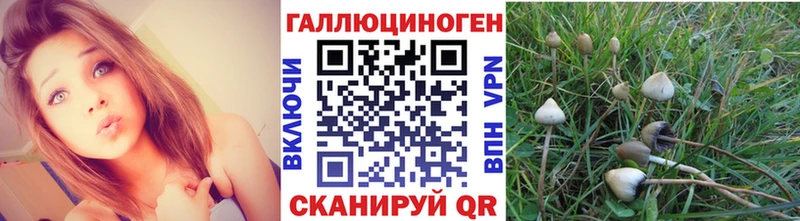 MEGA зеркало Новая Усмань Псилоцибиновые грибы Psilocybine cubensis